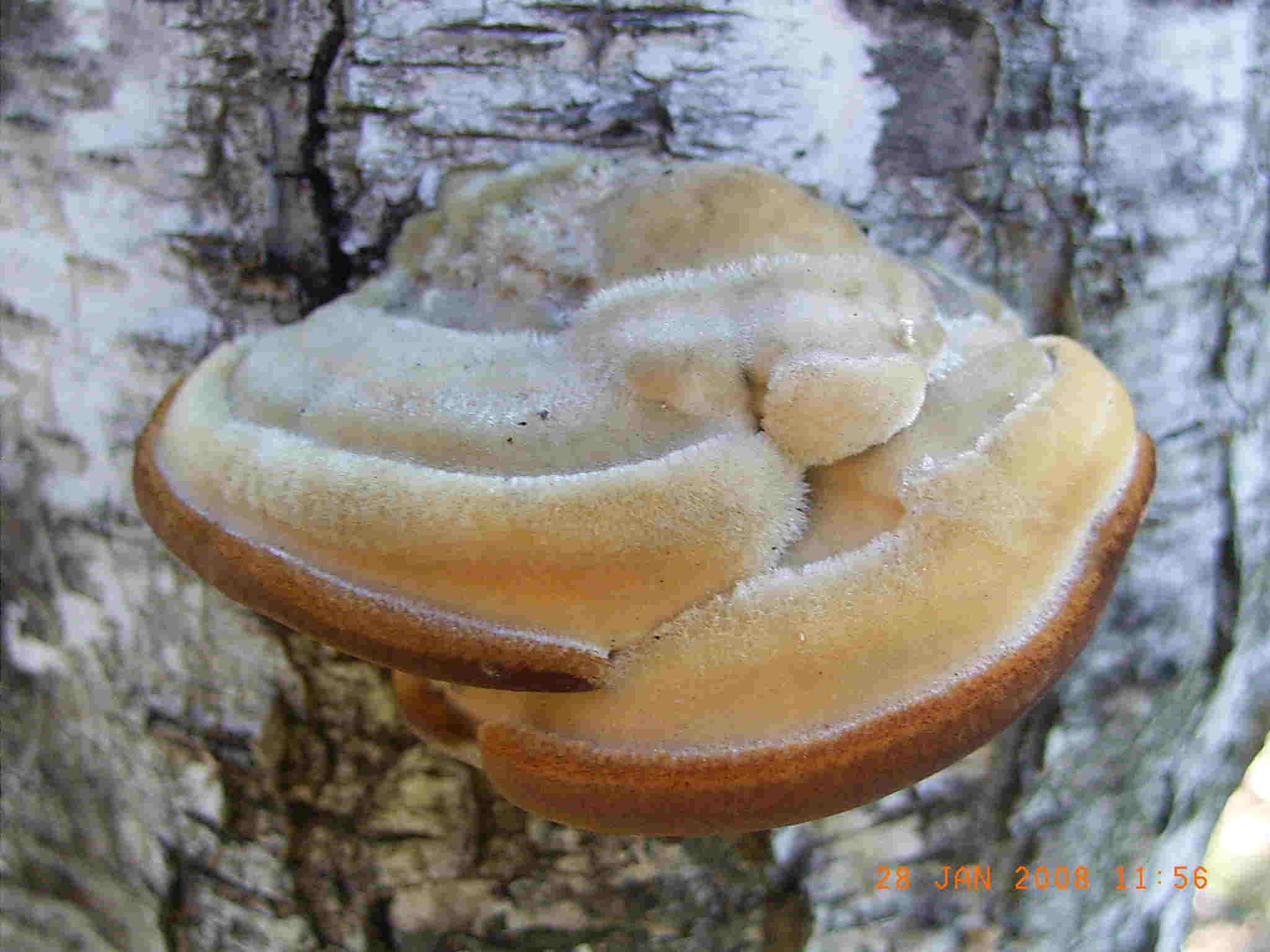 STEREUM o TRAMETES ?